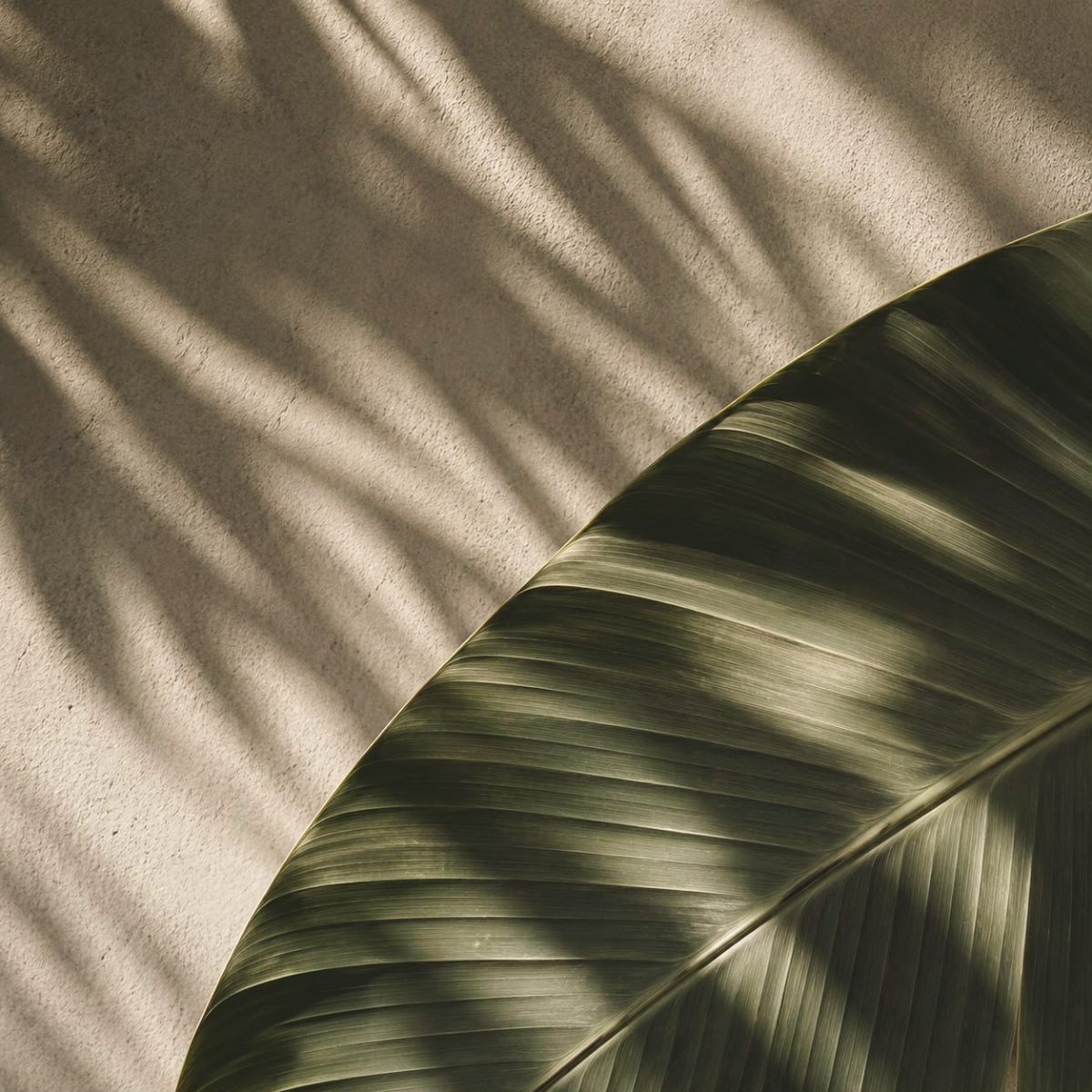 Banana leaf against a sunlit stucco wall in Phuket
